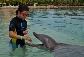dolphin0001
