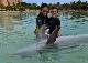 dolphin0004