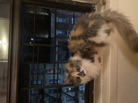 Highslide JS
